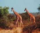 Giraffes walking