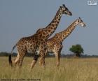Two giraffes in the midst of the Savannah