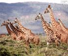 Giraffes