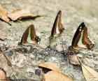 Butterflies on a trunk