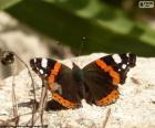 Black butterfly on a rock with the wings fully open