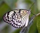 Butterfly on a leaf