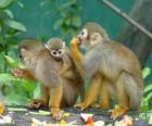 Family of squirrel monkeys