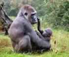 Family of gorillas