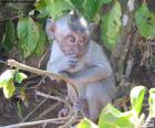 A young monkey among some bushes