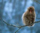 Monkey sitting on a tree branch