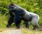 Big gorilla