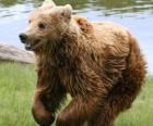 Bear runs through the green meadow