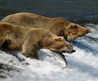 Bears fishing for salmon