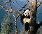 Great panda sitting on the branches of a large tree