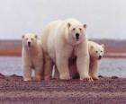 Polar bear Family