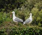 Gulls