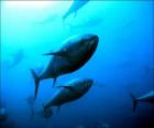 Northern bluefin tuna