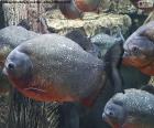 The piranhas are carnivorous freshwater fish