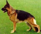 German Shepherd Dog