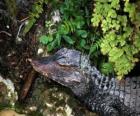 Head of a crocodile lying in wait for a prey among plants