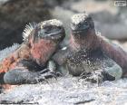 Two marine iguanas