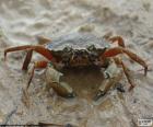 Crab on the beach