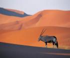 Grant's gazelle with long horns in the dunes of the desert