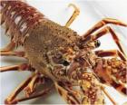 A large lobster or homarus