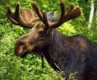 Male Moose