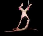 Acrobats