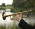 Trumpet, musical brass instrument