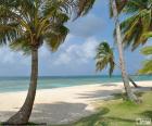 Palms by the sea