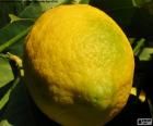 The lemon is the fruit of the lemon tree. It has a sour taste