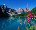 A lake with vegetation and high mountain office