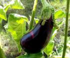 The Eggplant is the edible fruit of a plant cultivated since antiquity