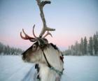 A Santa Claus's reindeer pulling a sleigh