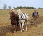 Plowing with horses Paves