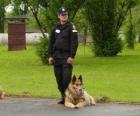 Policeman or police officer with his police dog