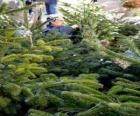 Street market of Christmas trees