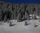 Christmas trees in a snowy landscape