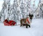 Santa Claus in his sleigh with a reindeer on snow