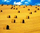 Landscape of the field in summer