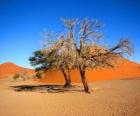 Trees in the desert