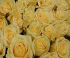 Yellow roses open