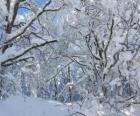 After the snowfall