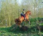 Technical Course Equestrian Competition, tests the understanding between horse and rider through various tests.