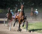 Harness racing