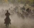 Cowboy leading a flock