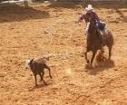 Cowboy riding a horse and catching a head of cattle with the lasso