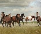 Herd of wild horses running