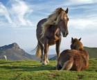 Two horses grazing in the mountains