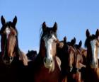 Herd of mustangs