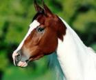 Head of young horse, side view