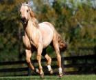 Trotting horse